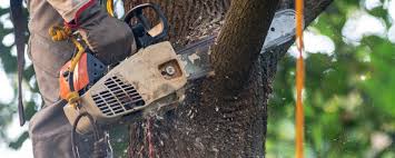 Best Tree Maintenance Programs  in Glen Dale, WV