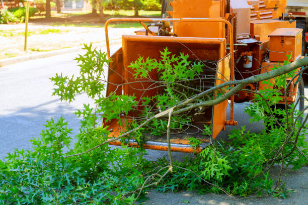 Best Tree Removal  in Glen Dale, WV